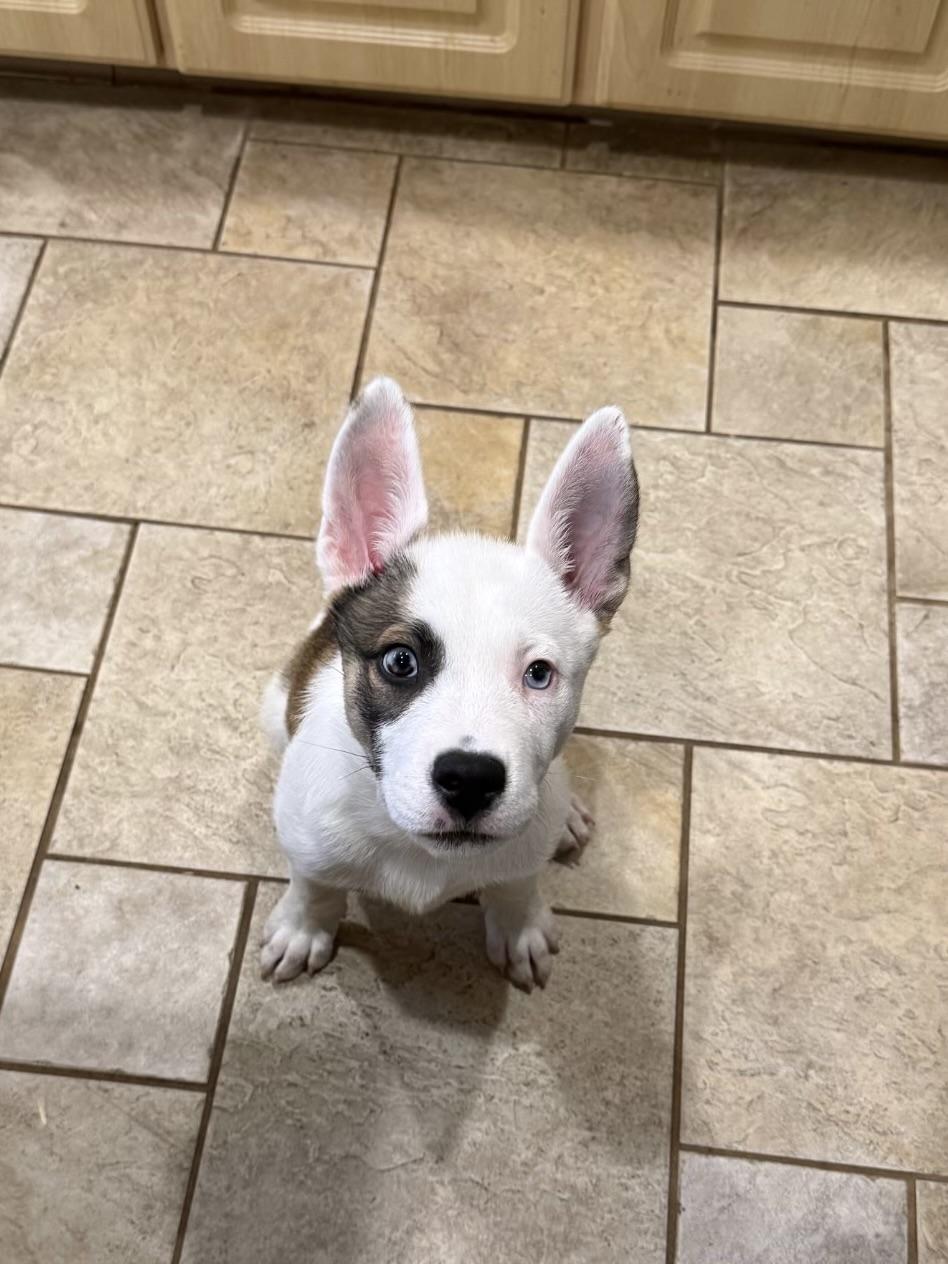 Meeka, ADOPTABLE, Puppy Female Mixed Breed.