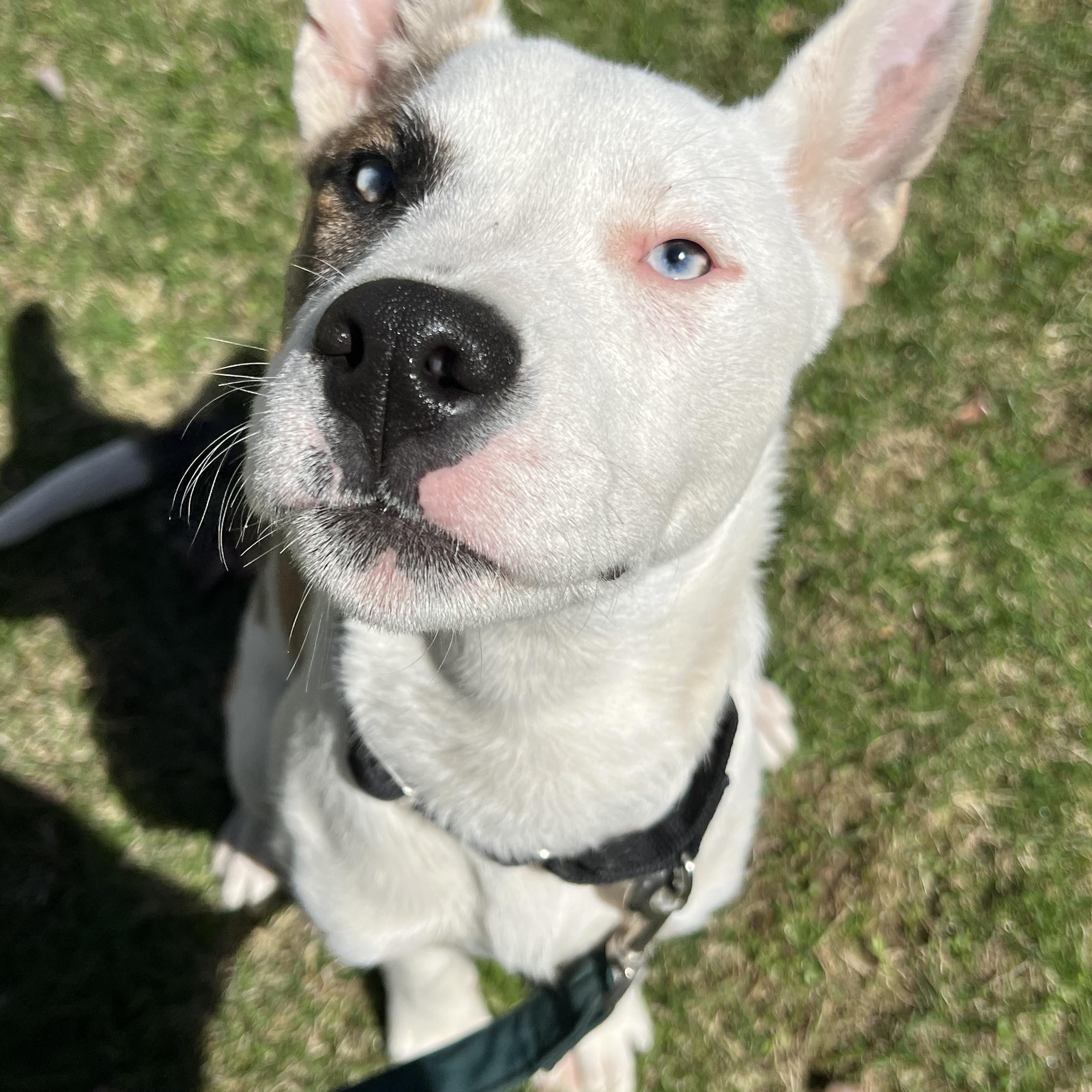 Enlarge Meeka, a ADOPTABLE Mixed Breed in Bowdoin, ME image 1/6