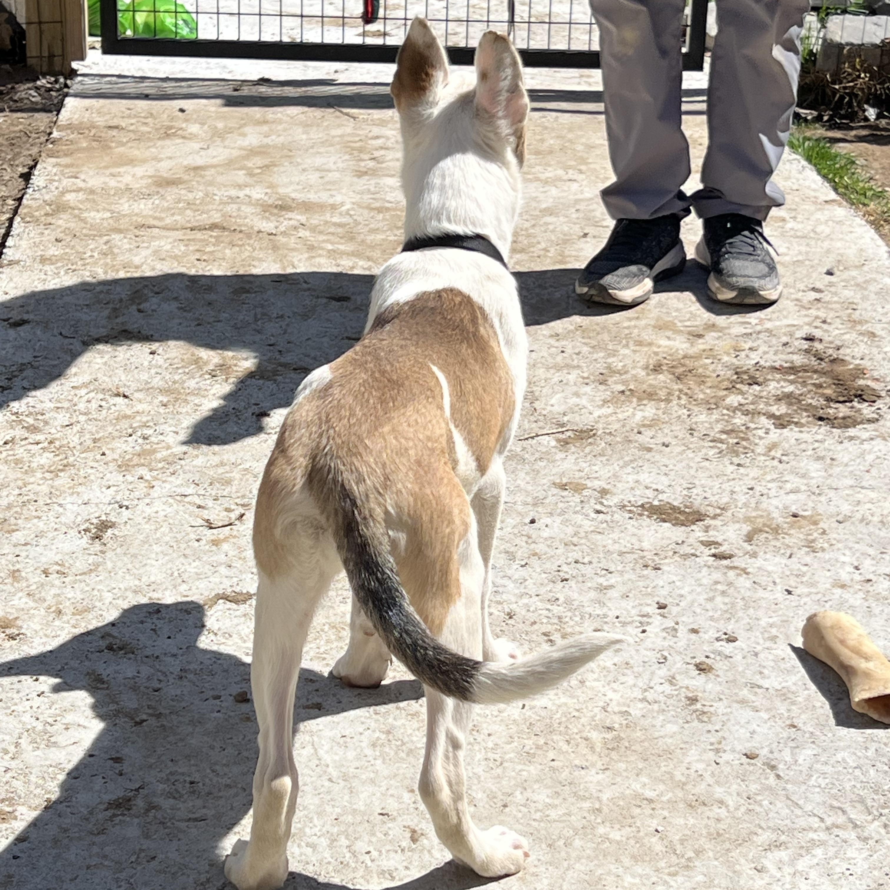 Enlarge Meeka, a ADOPTABLE Mixed Breed in Bowdoin, ME image 4/6