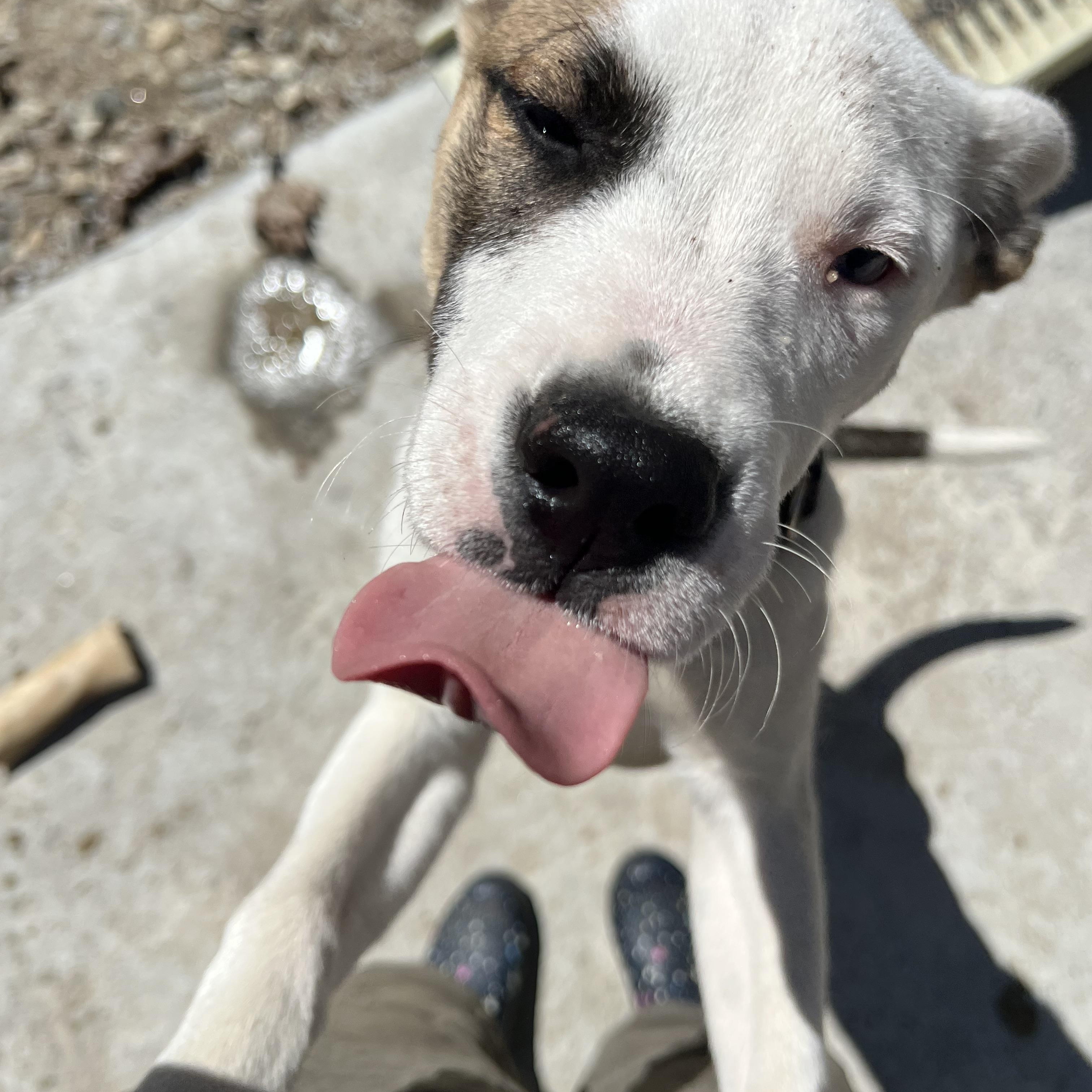 Enlarge Meeka, a ADOPTABLE Mixed Breed in Bowdoin, ME image 5/6
