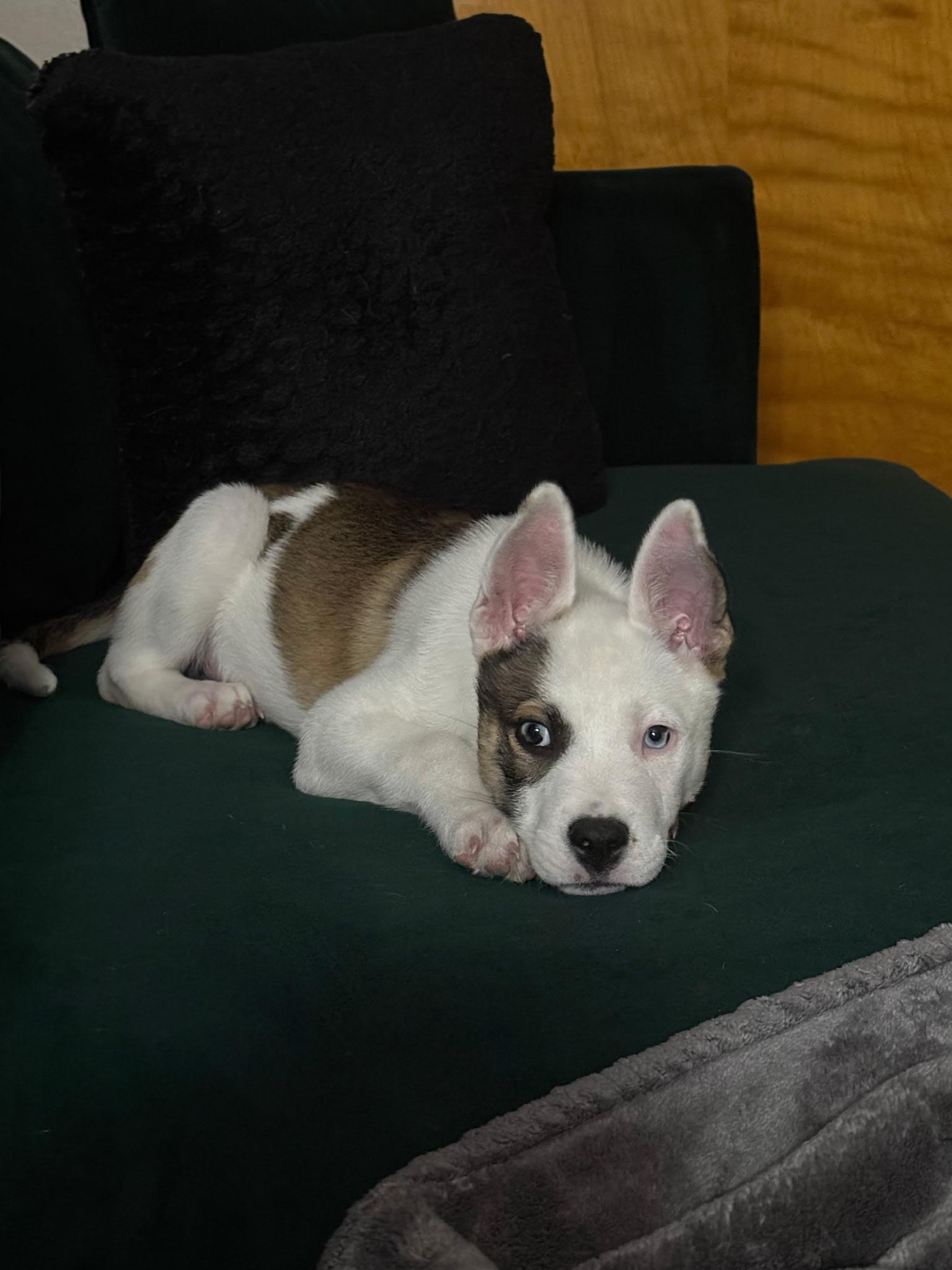 Meeka, a ADOPTABLE Mixed Breed in Bowdoin, ME image 2/5