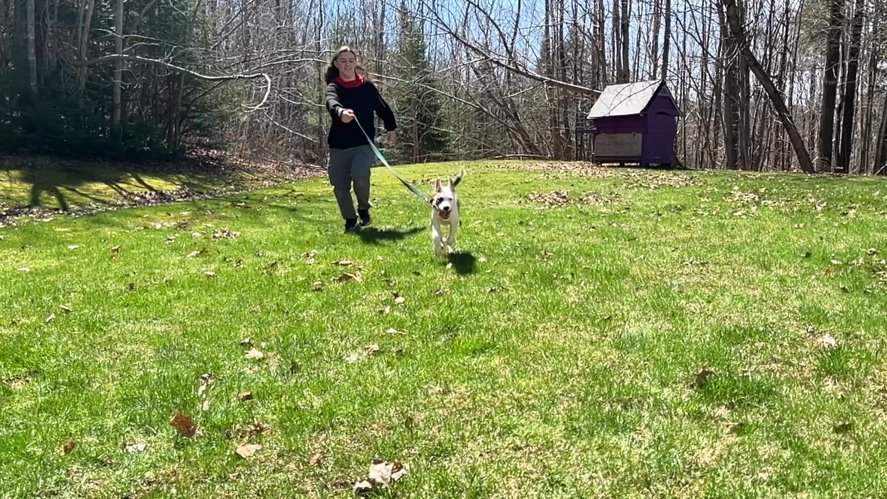 Enlarge Meeka, a ADOPTABLE Mixed Breed in Bowdoin, ME video 6/6