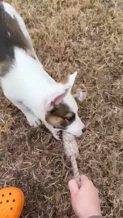 Enlarge Meeka, a ADOPTABLE Mixed Breed in Bowdoin, ME video 5/5