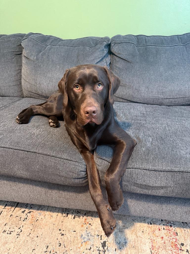 Enlarge Gus **Courtesy Listing**, a Adoptable Labrador Retriever in Peru, NY image 1/1