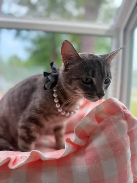 Enlarge Iris, a ADOPTABLE American Shorthair in Wilmington, NC image 3/3
