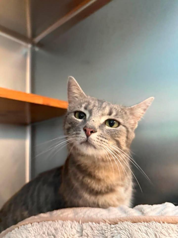 Enlarge Iris, a ADOPTABLE American Shorthair in Wilmington, NC image 2/3
