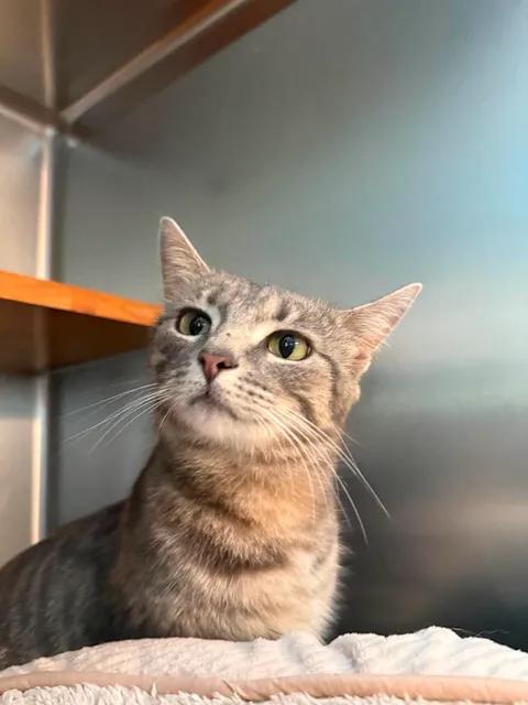 Enlarge Iris, a ADOPTABLE American Shorthair in Wilmington, NC image 1/3