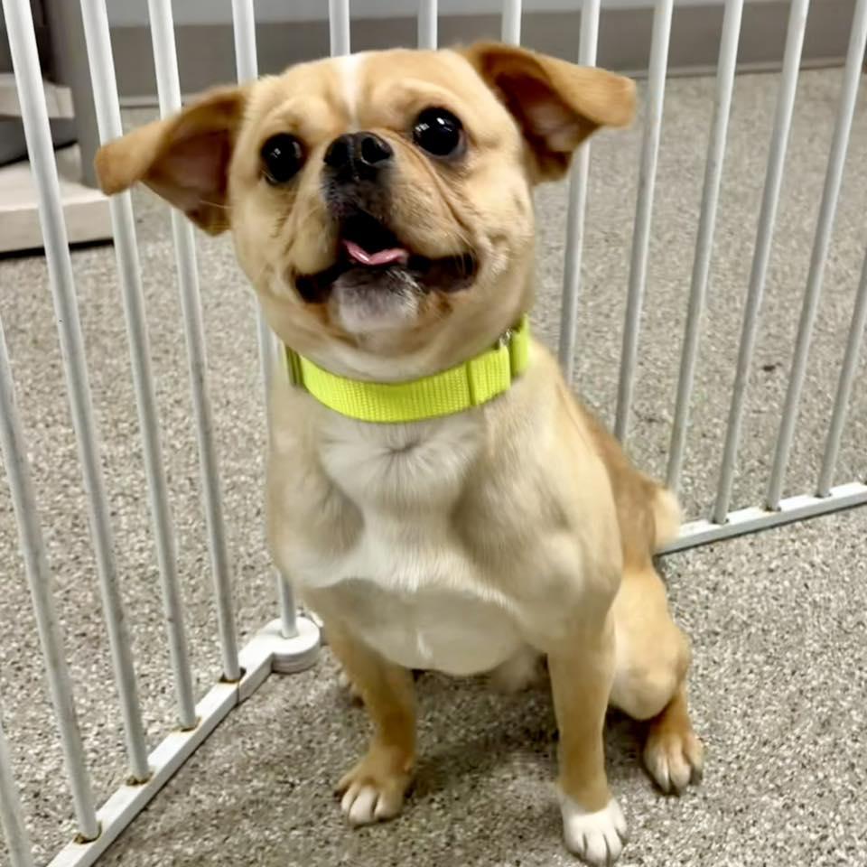 Enlarge Chip, a ADOPTABLE mixed breed in Whitehall, PA image 1/5