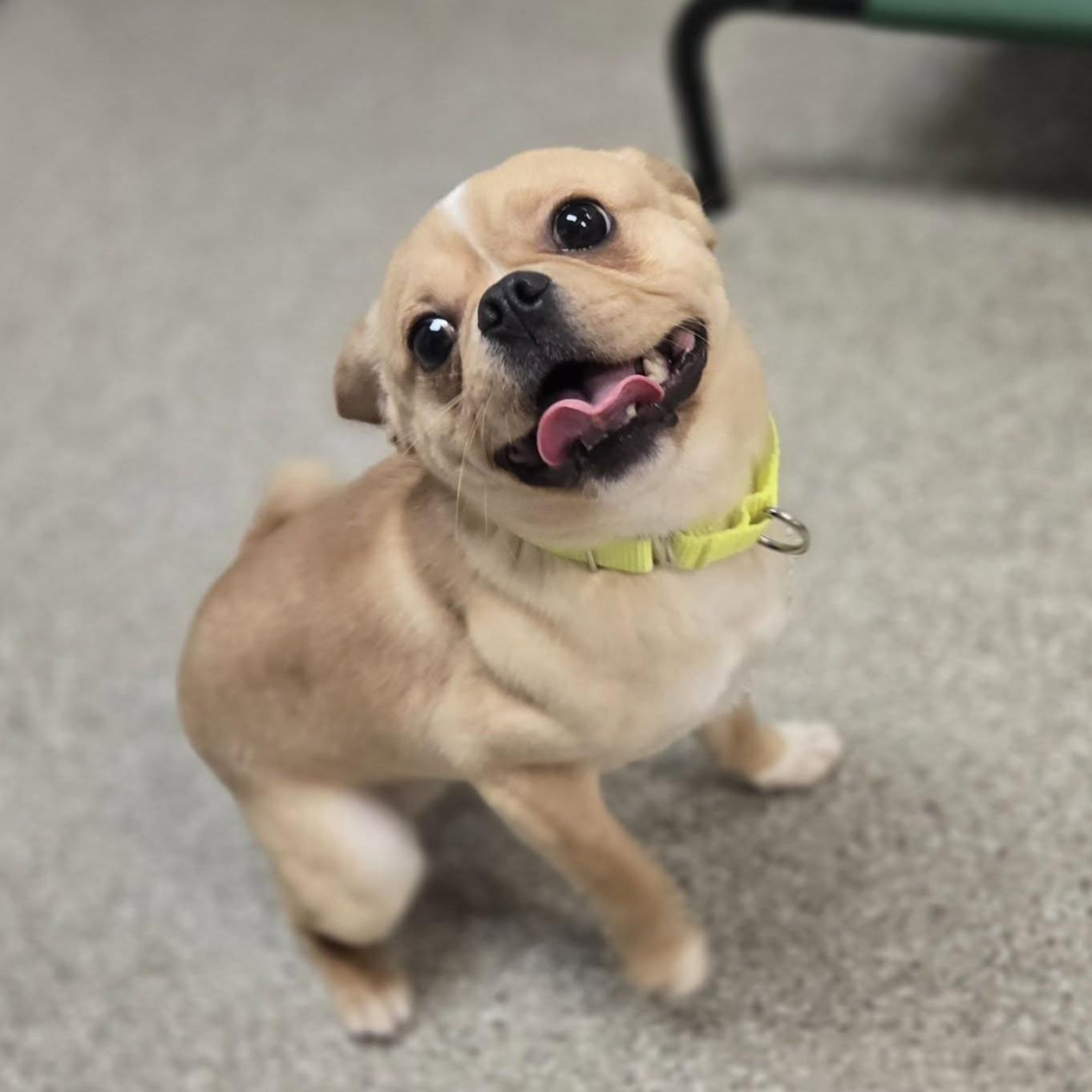 Enlarge Chip, a ADOPTABLE mixed breed in Whitehall, PA image 3/5