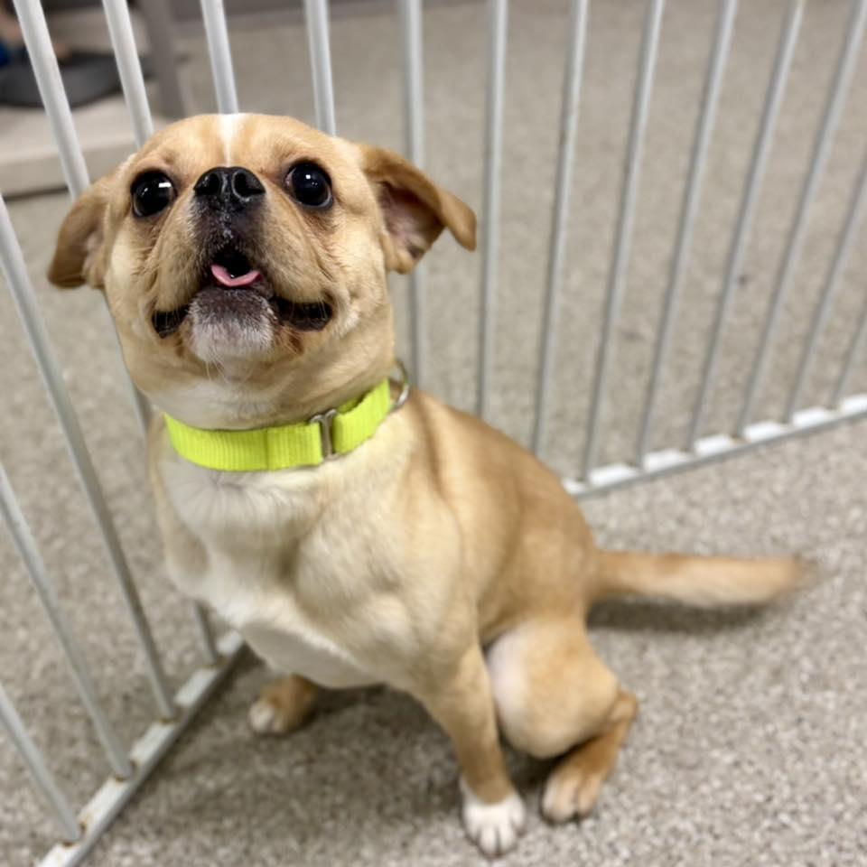 Enlarge Chip, a ADOPTABLE mixed breed in Whitehall, PA image 4/5