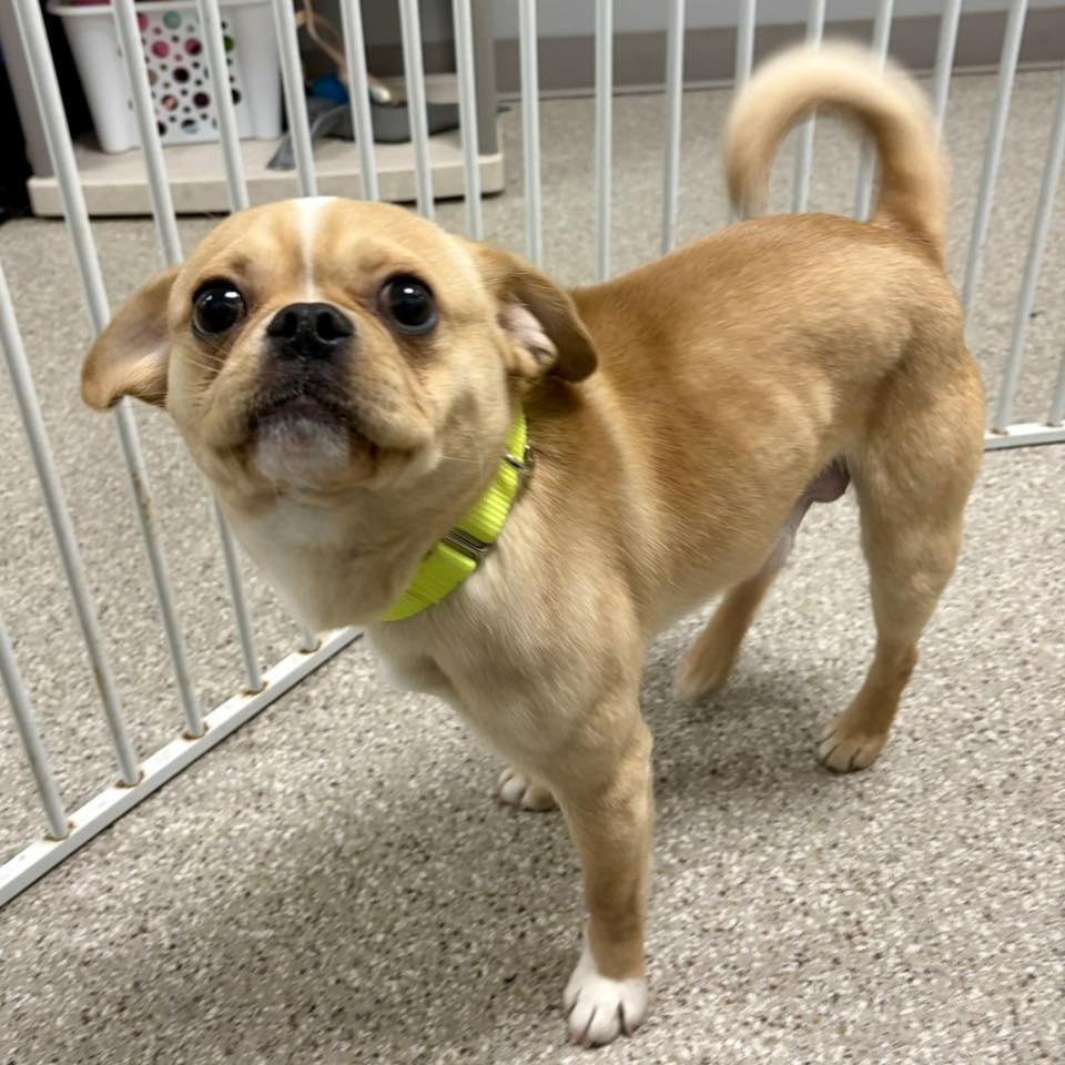 Enlarge Chip, a ADOPTABLE mixed breed in Whitehall, PA image 5/5