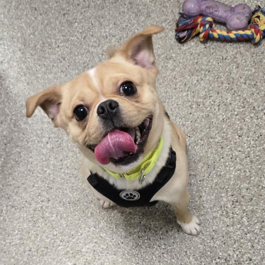 Enlarge Chip, a ADOPTABLE mixed breed in Whitehall, PA image 2/5