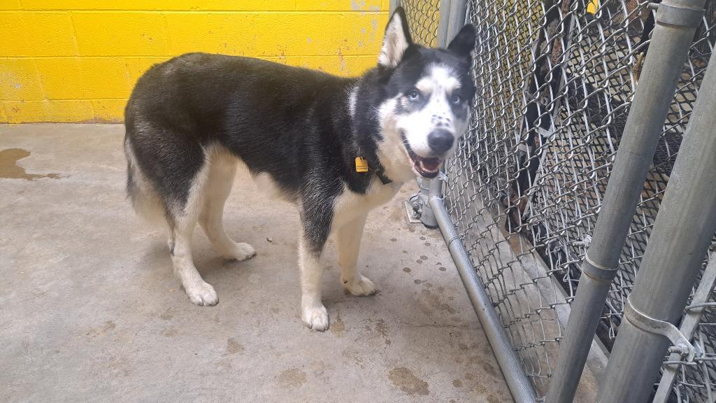 Rocko, Adoptable, Adult Male Husky.