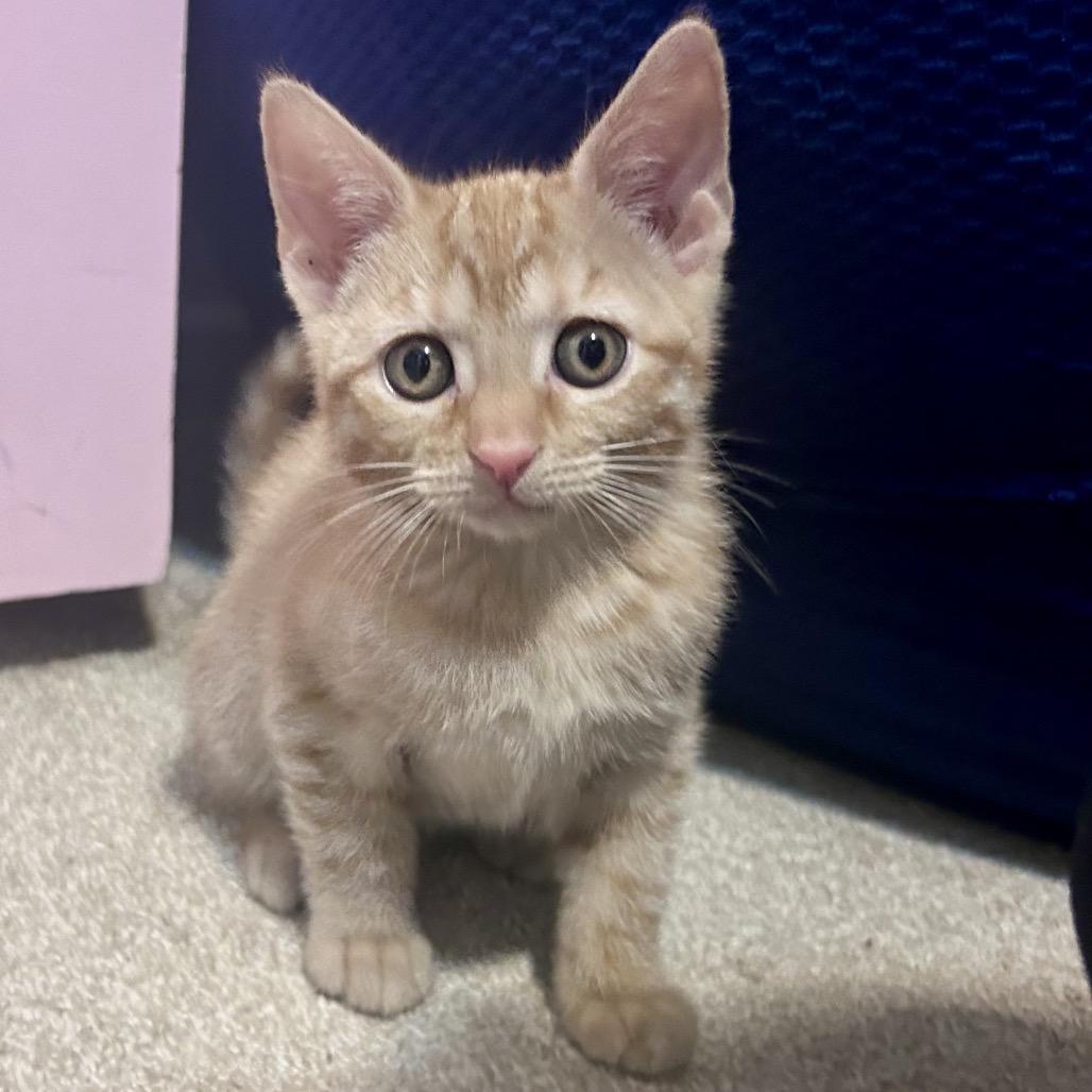 Copper, Adoptable, Kitten Male Domestic Short Hair.