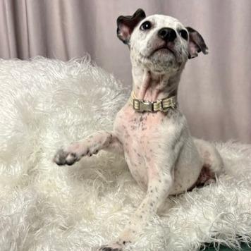 Acorn D26-173, Adoptable, Puppy Female Australian Cattle Dog / Blue Heeler.