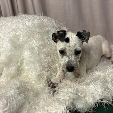 Enlarge Acorn D26-173, a Adoptable Australian Cattle Dog / Blue Heeler in Lebanon, TN image 2/3