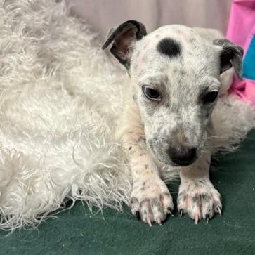 Enlarge Acorn D26-173, a Adoptable Australian Cattle Dog / Blue Heeler in Lebanon, TN image 3/3