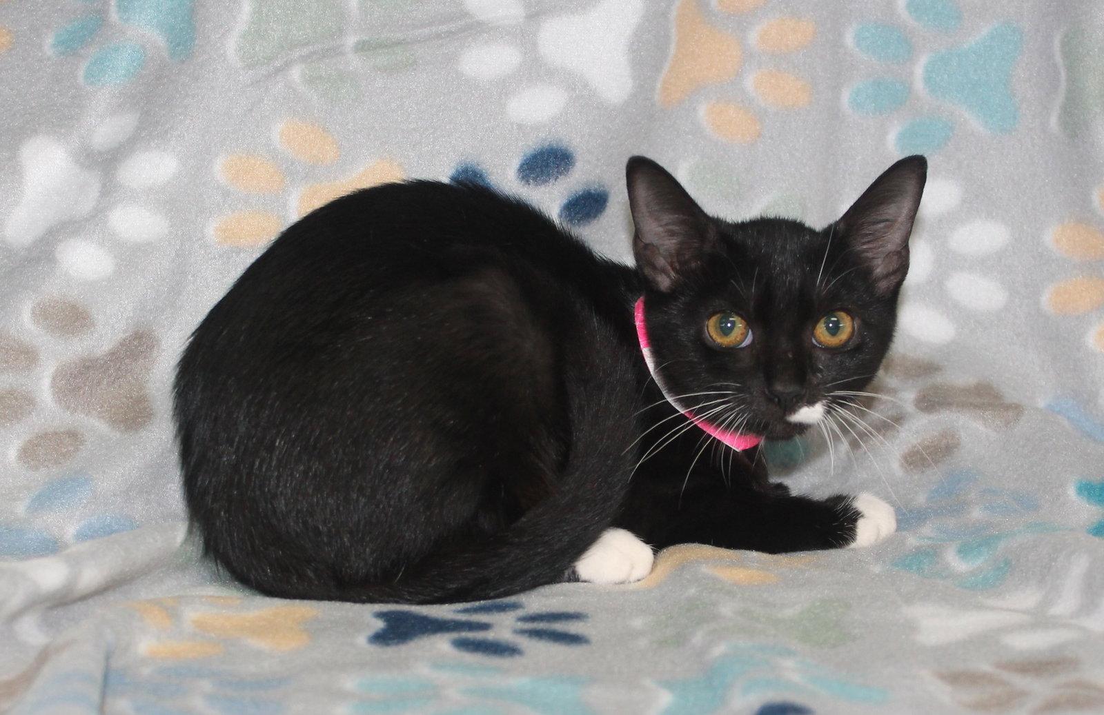 Enlarge Chino - 44289, a Adoptable Domestic Short Hair in Prattville, AL image 1/3