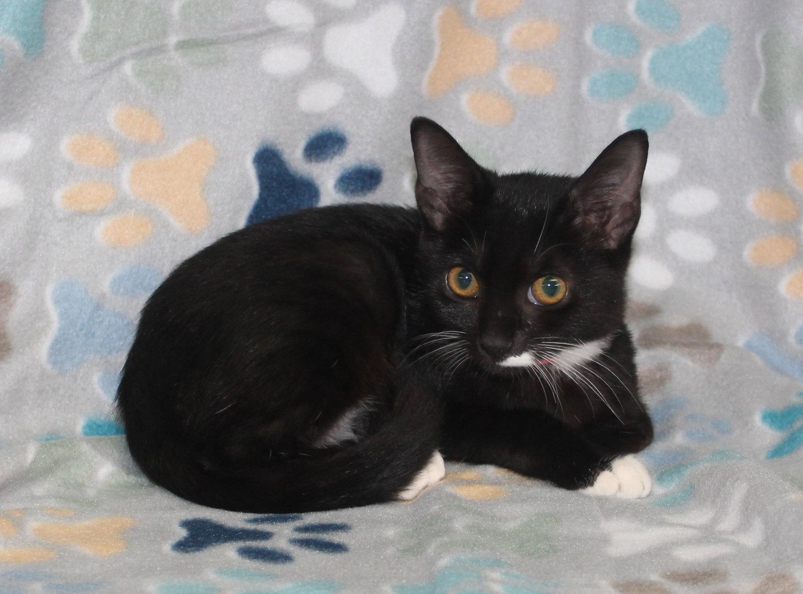 Enlarge Chino - 44289, a Adoptable Domestic Short Hair in Prattville, AL image 2/3