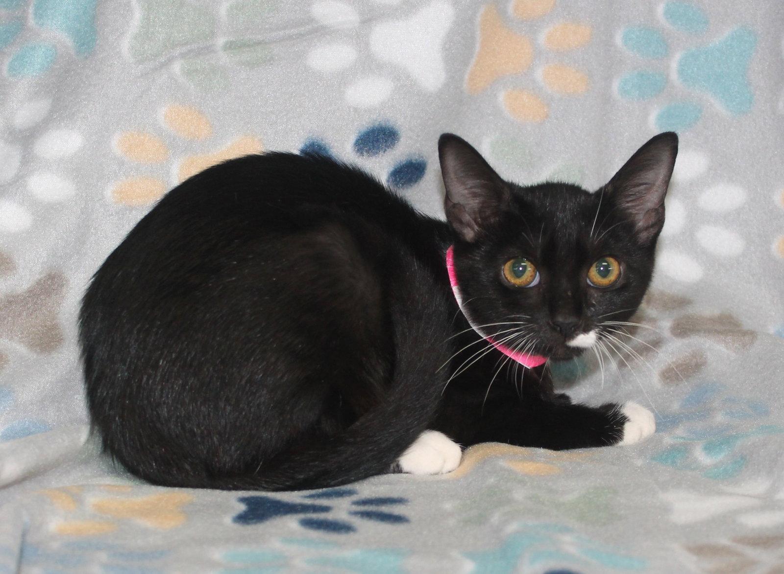 Enlarge Chino - 44289, a Adoptable Domestic Short Hair in Prattville, AL image 3/3