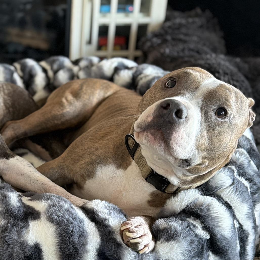 Odin, Adoptable, Adult Male Pit Bull Terrier & Mixed Breed.