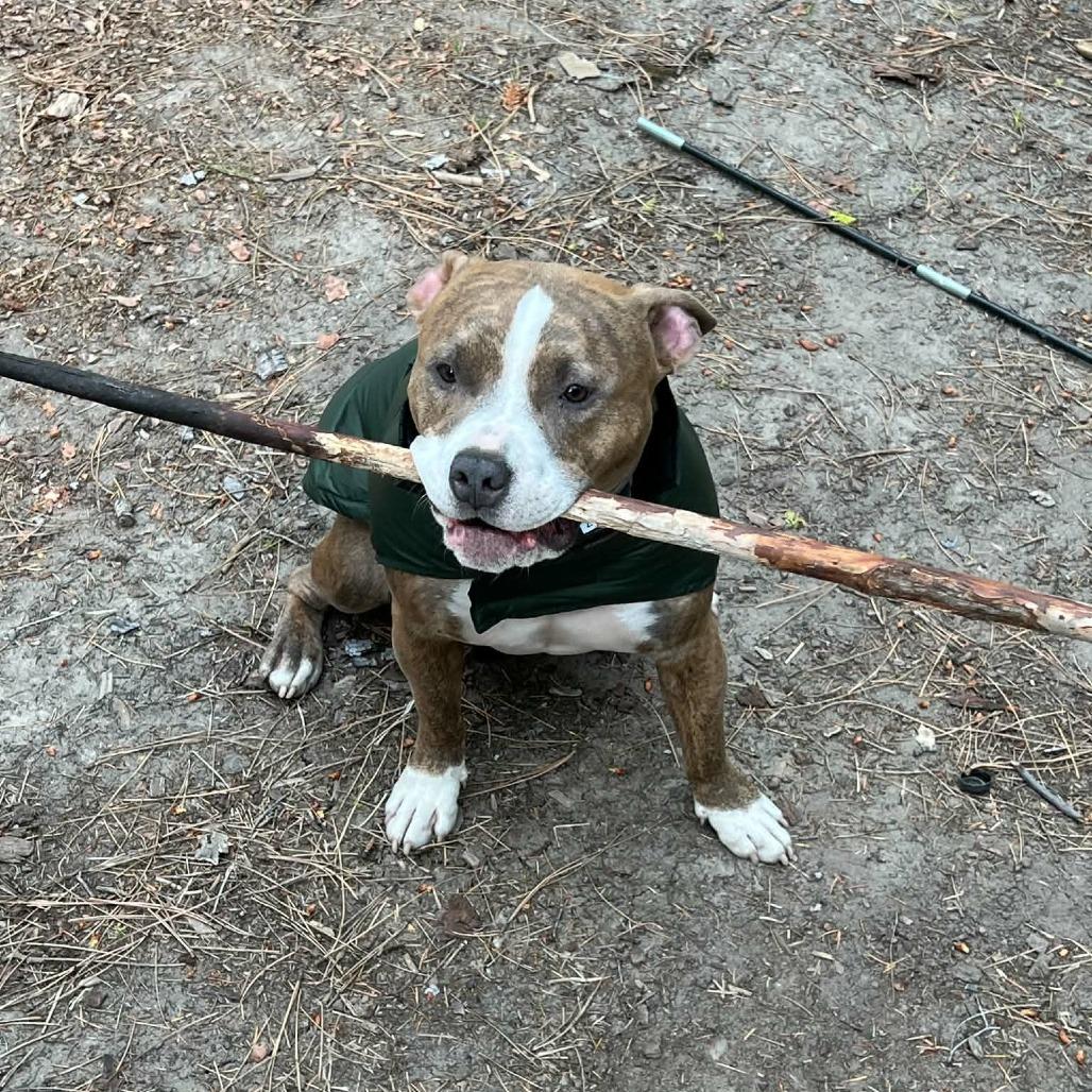 Enlarge Odin, a Adoptable mixed breed in Mead, WA image 2/6