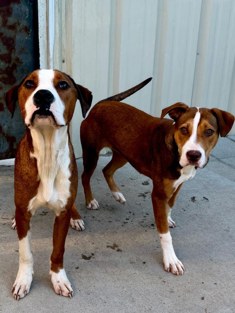 Julie, Adoptable, Young Female Foxhound & Mixed Breed.