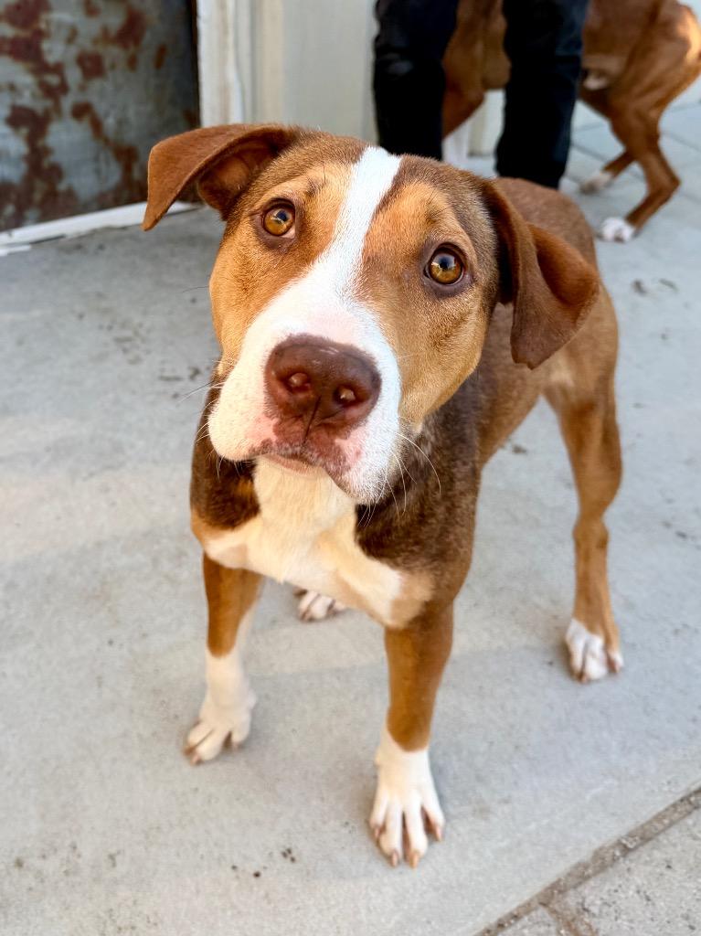Enlarge Julie, a Adoptable mixed breed in Muskegon, MI image 2/4