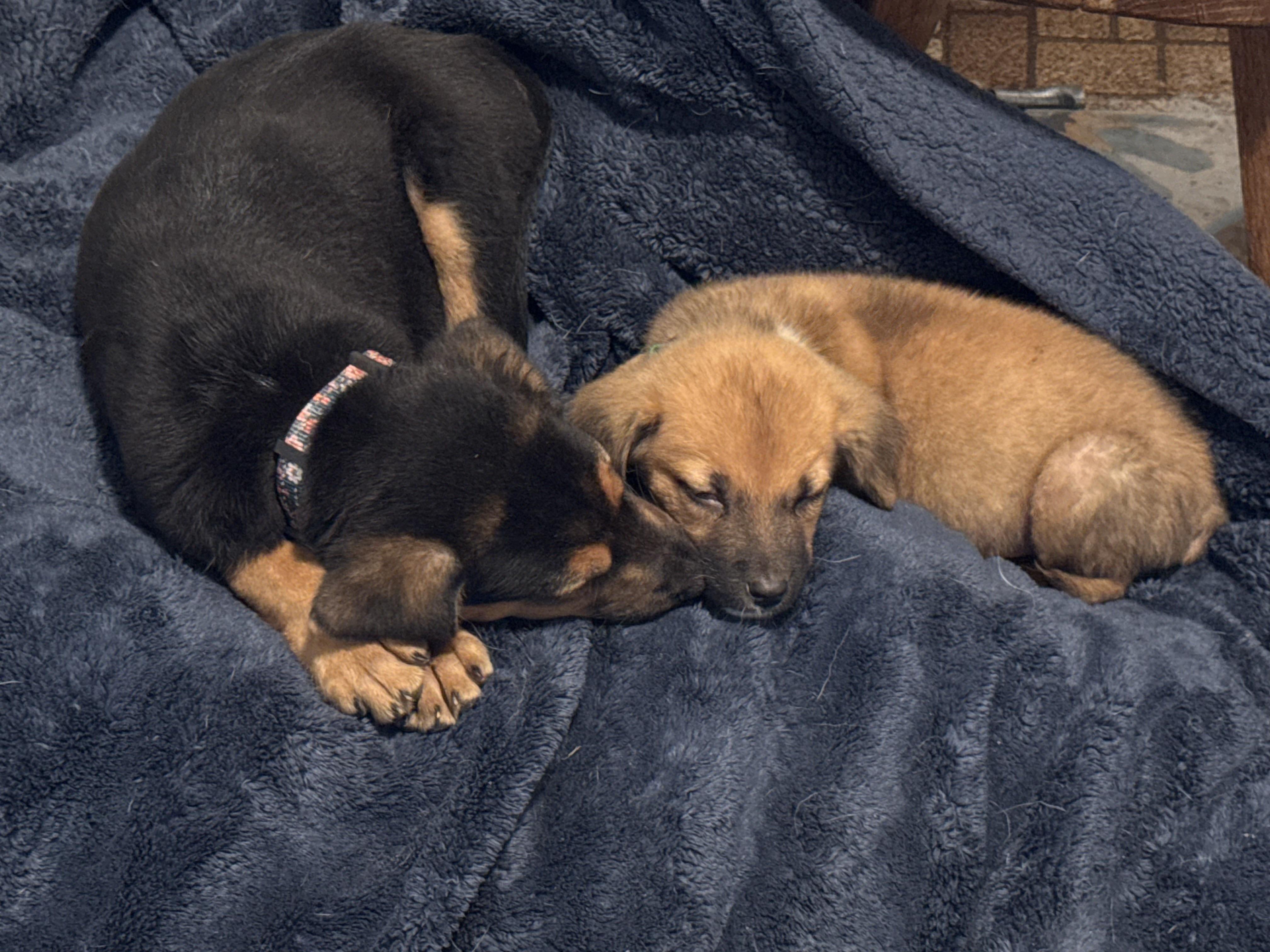 Enlarge Bitters, a Adopted mixed breed in Folkston, GA image 6/6