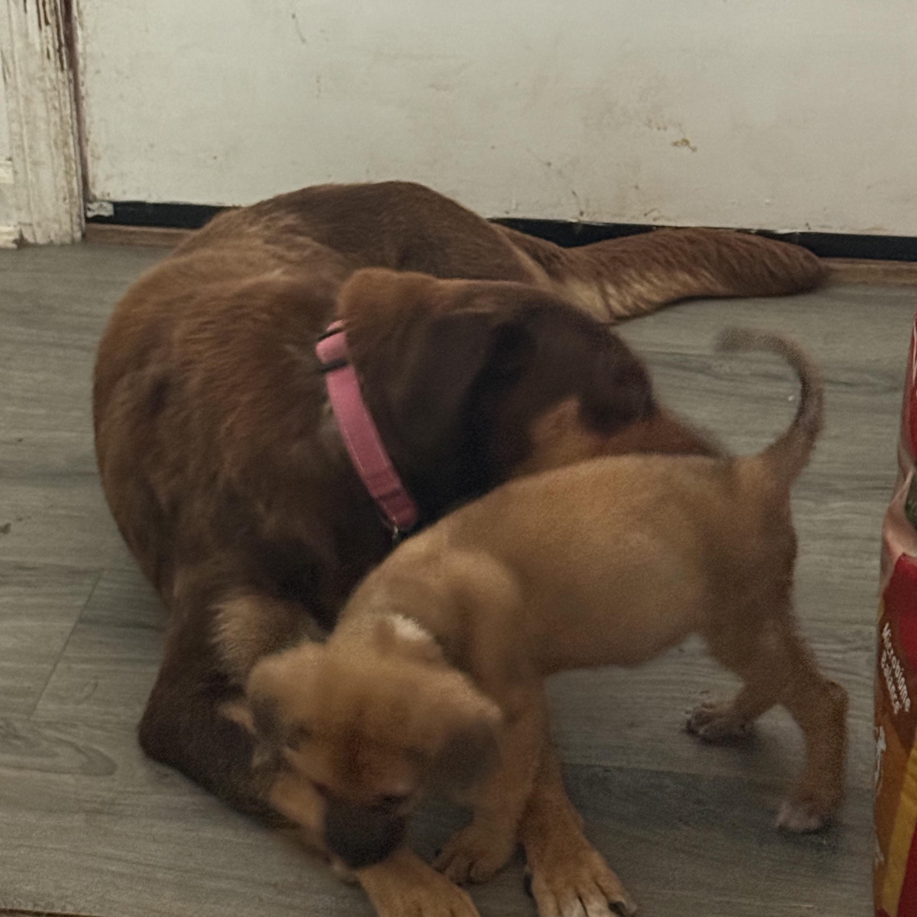 Enlarge Bitters, a Adopted mixed breed in Folkston, GA image 5/6