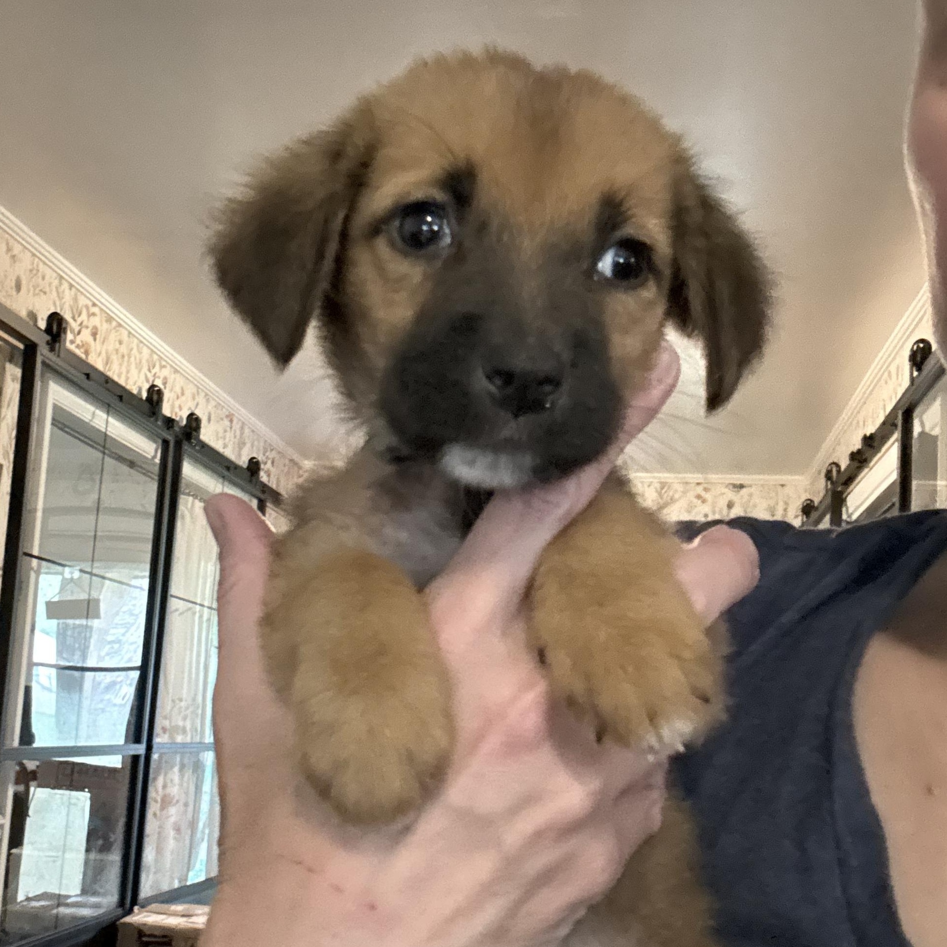 Enlarge Bitters, a Adopted mixed breed in Folkston, GA image 2/6