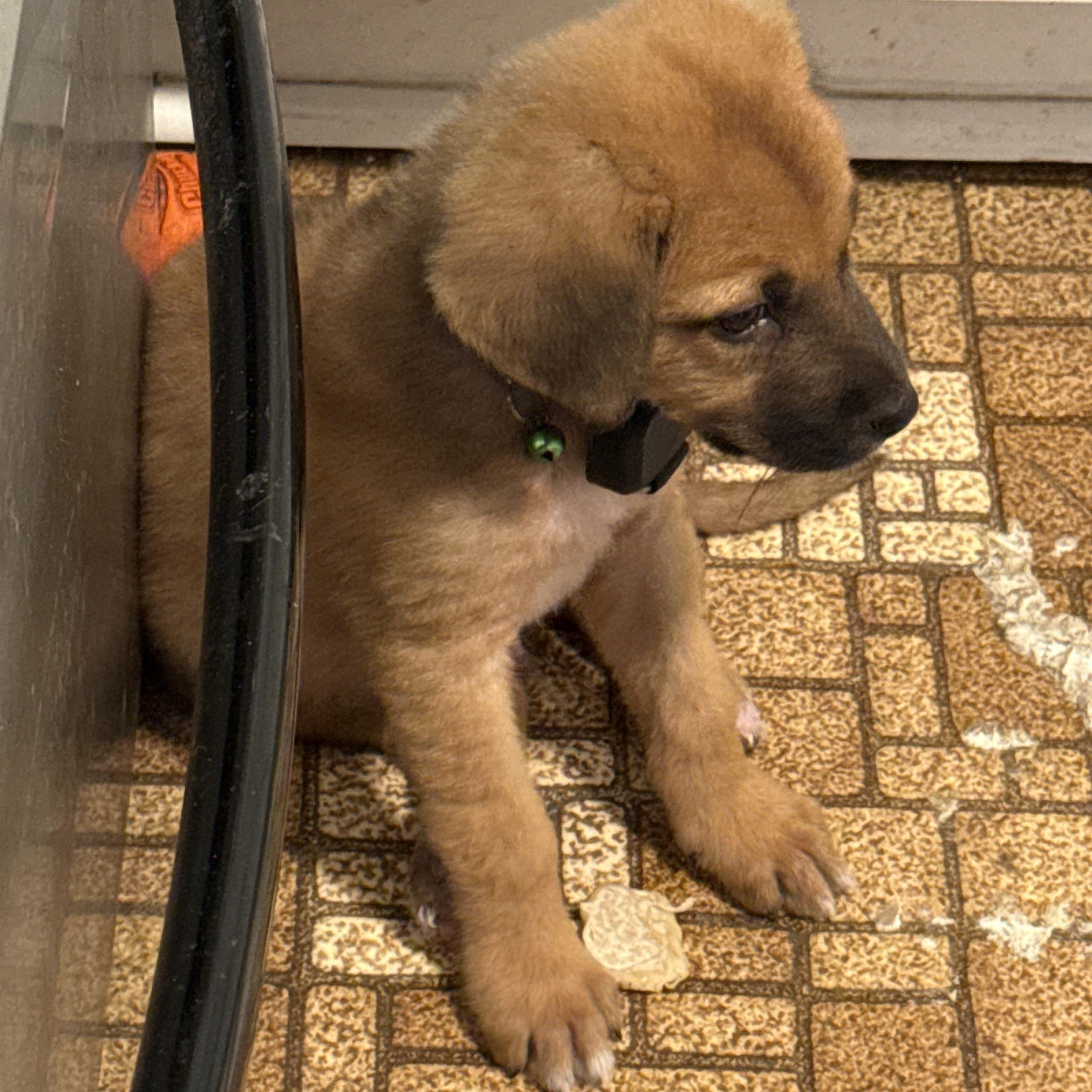 Enlarge Bitters, a Adopted mixed breed in Folkston, GA image 3/6