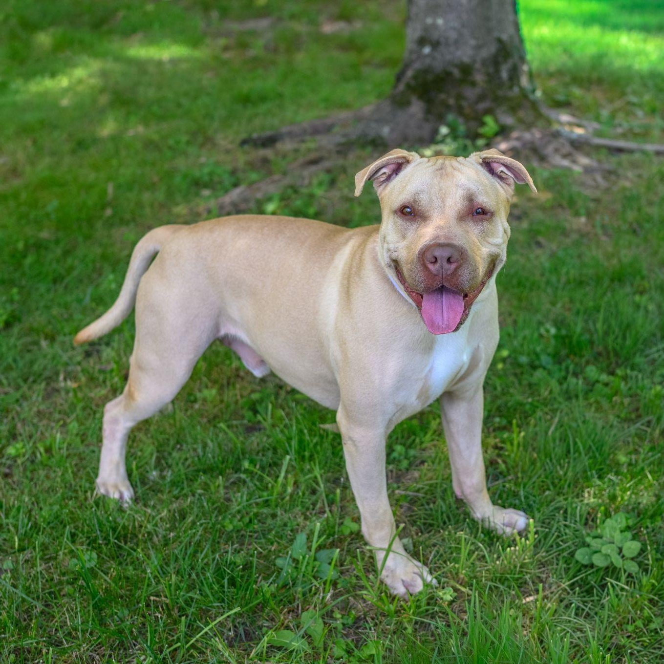 Enlarge DRIVER, a ADOPTABLE Pit Bull Terrier in Hamilton, NJ image 2/6