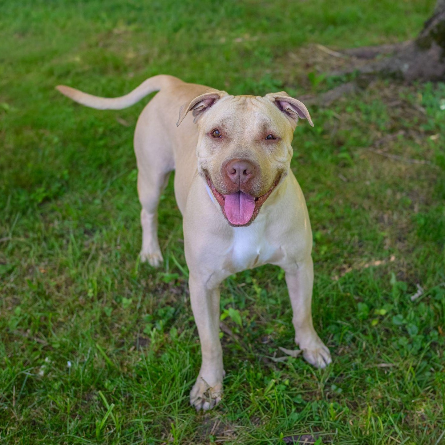 Enlarge DRIVER, a ADOPTABLE Pit Bull Terrier in Hamilton, NJ image 3/6