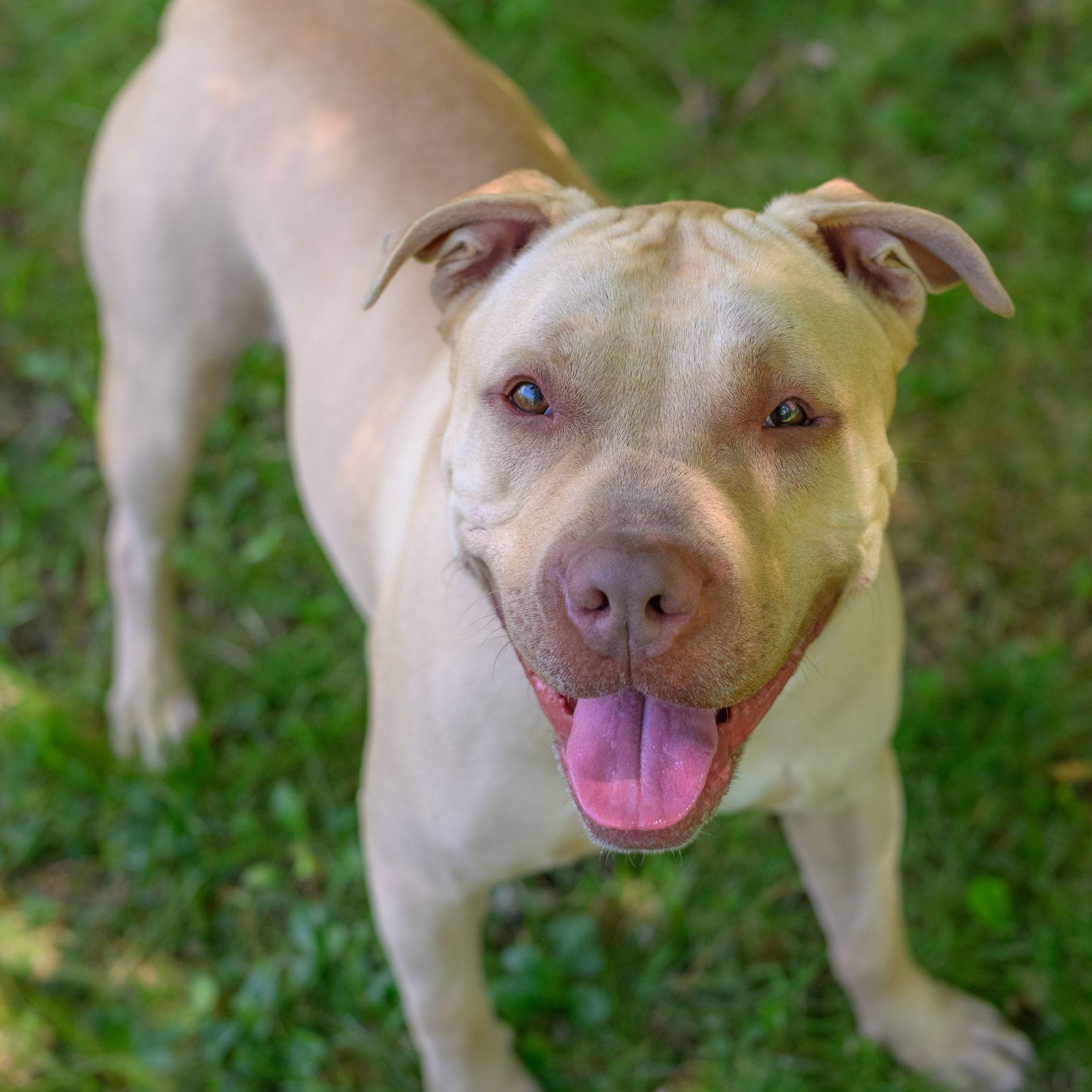 DRIVER, ADOPTABLE, Young Male Pit Bull Terrier.