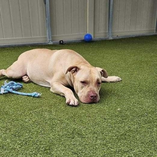 Enlarge DRIVER, a ADOPTABLE Pit Bull Terrier in Hamilton, NJ image 6/6
