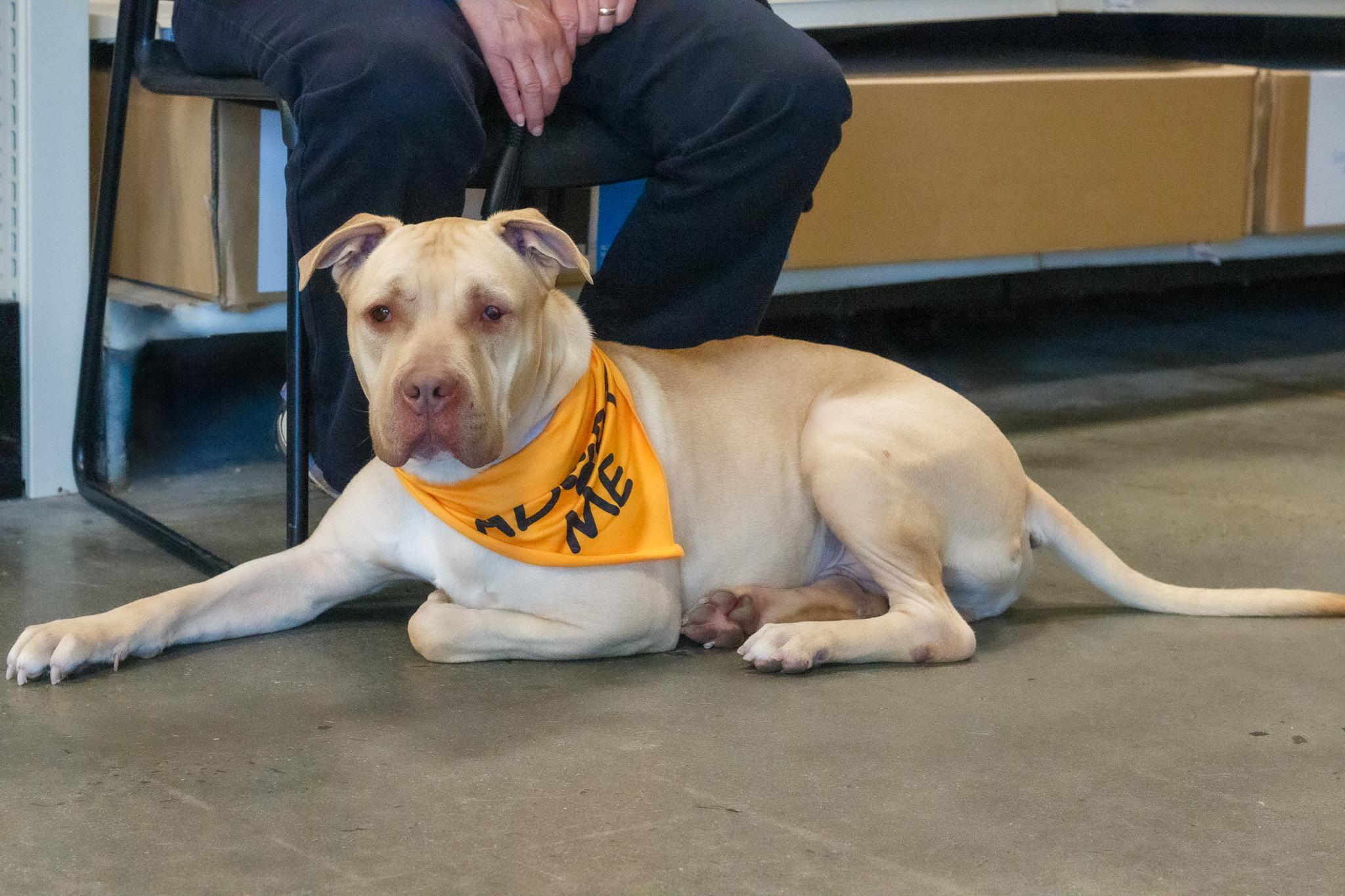 Enlarge DRIVER, a ADOPTABLE Pit Bull Terrier in Hamilton, NJ image 5/6
