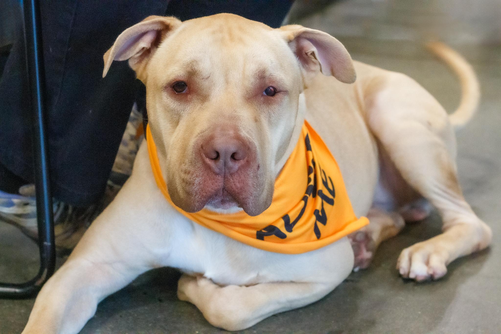 Enlarge DRIVER, a ADOPTABLE Pit Bull Terrier in Hamilton, NJ image 4/6