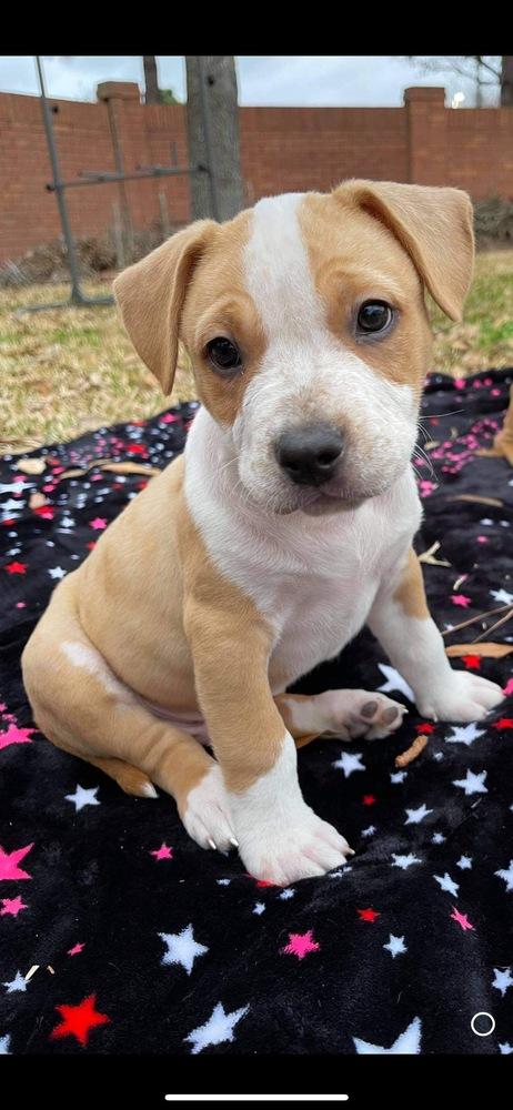 Alder, Adopted, Puppy Male Staffordshire Bull Terrier.