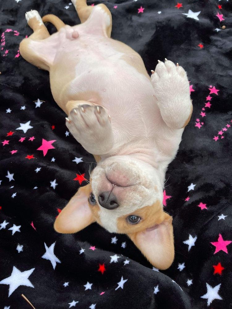 Enlarge Alder, a Adopted mixed breed in Sealy, TX image 3/6