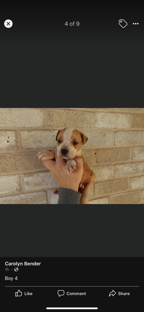 Enlarge Alder, a Adopted mixed breed in Sealy, TX image 6/6