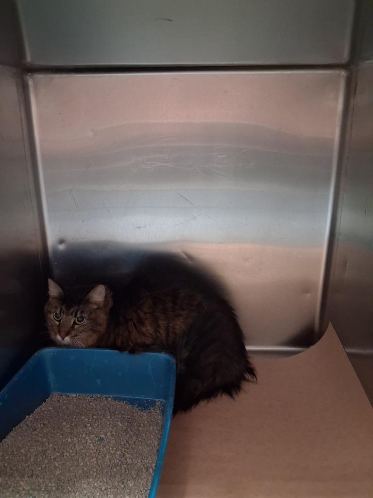 Ponyo, Adoptable, Young Male Domestic Medium Hair.