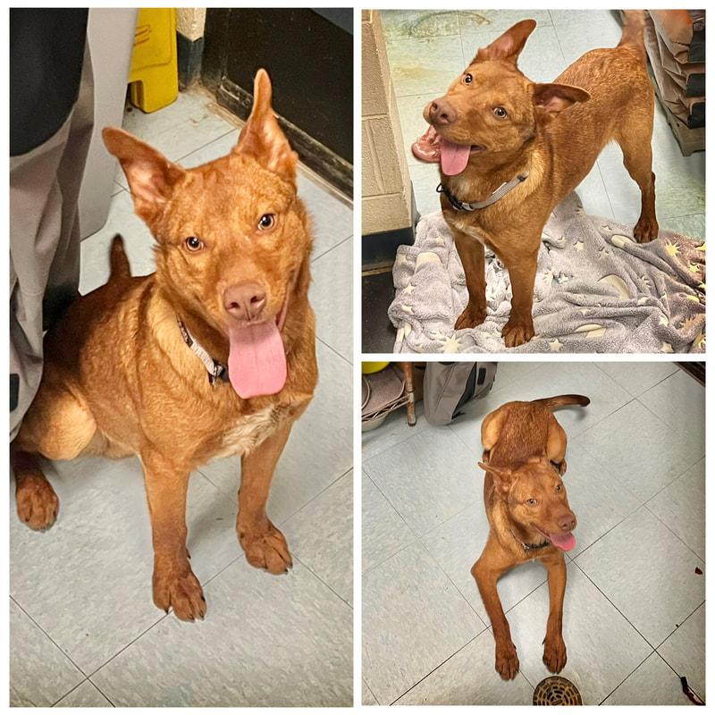 Enlarge Navi, a ADOPTABLE Mixed Breed in Dublin, VA image 1/1