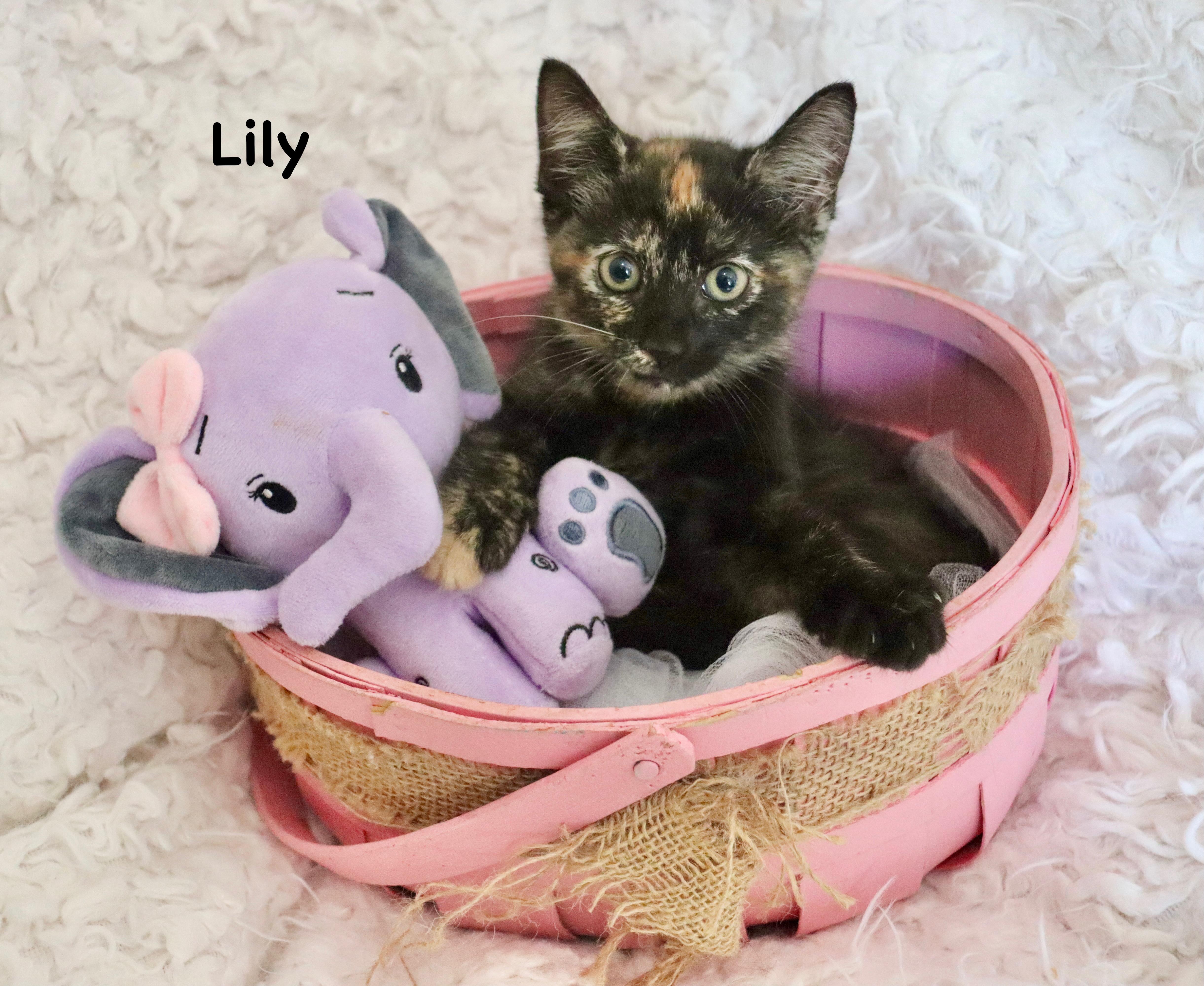 Lily