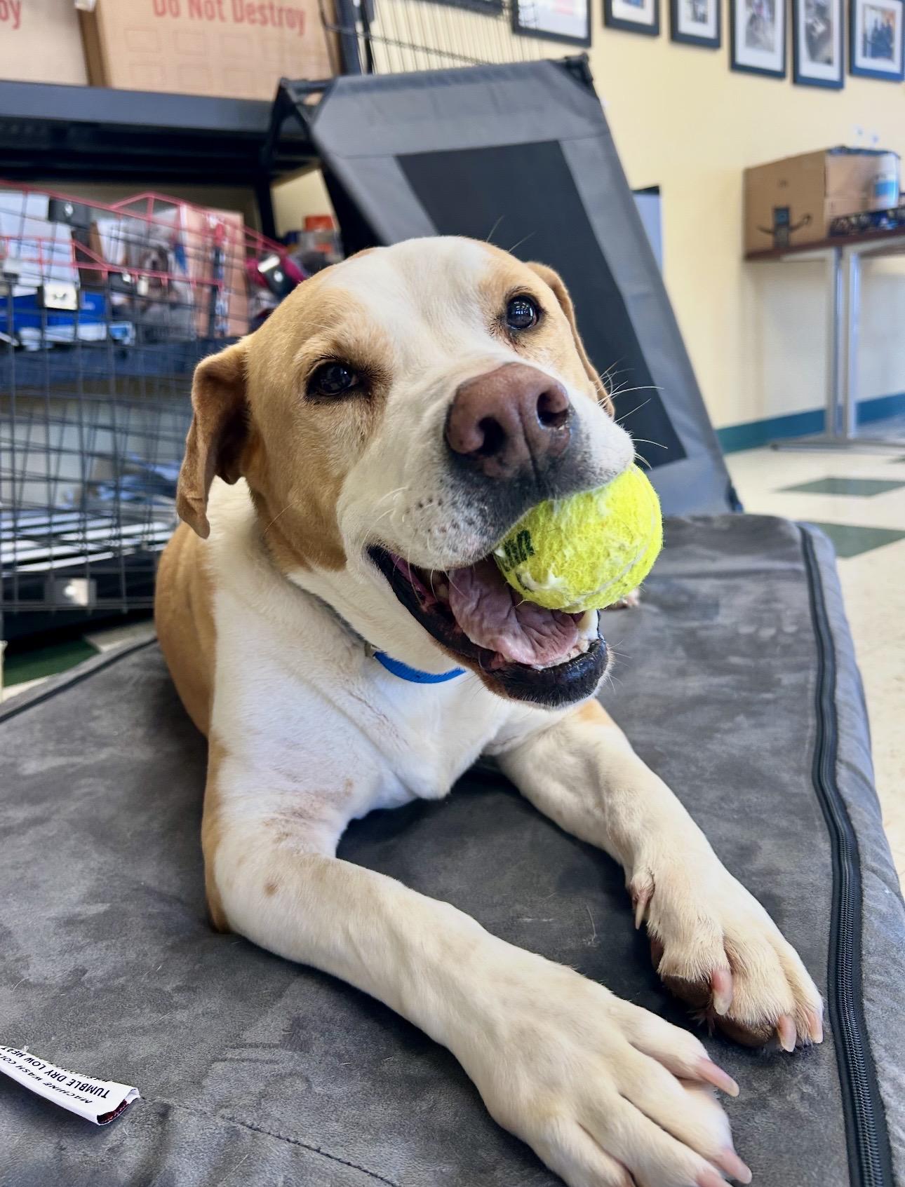Enlarge Brody, a ADOPTABLE mixed breed in St. Joseph, MI image 1/1