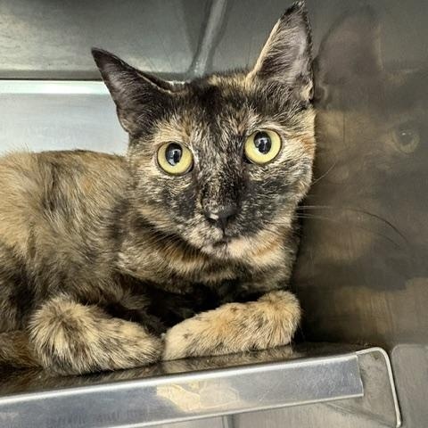 Enlarge Paprika, a ADOPTABLE Domestic Short Hair in Dinwiddie, VA image 2/2