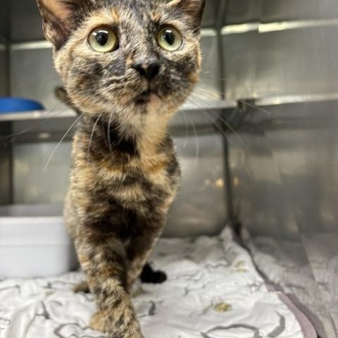Paprika, ADOPTABLE, Young Female Domestic Short Hair.
