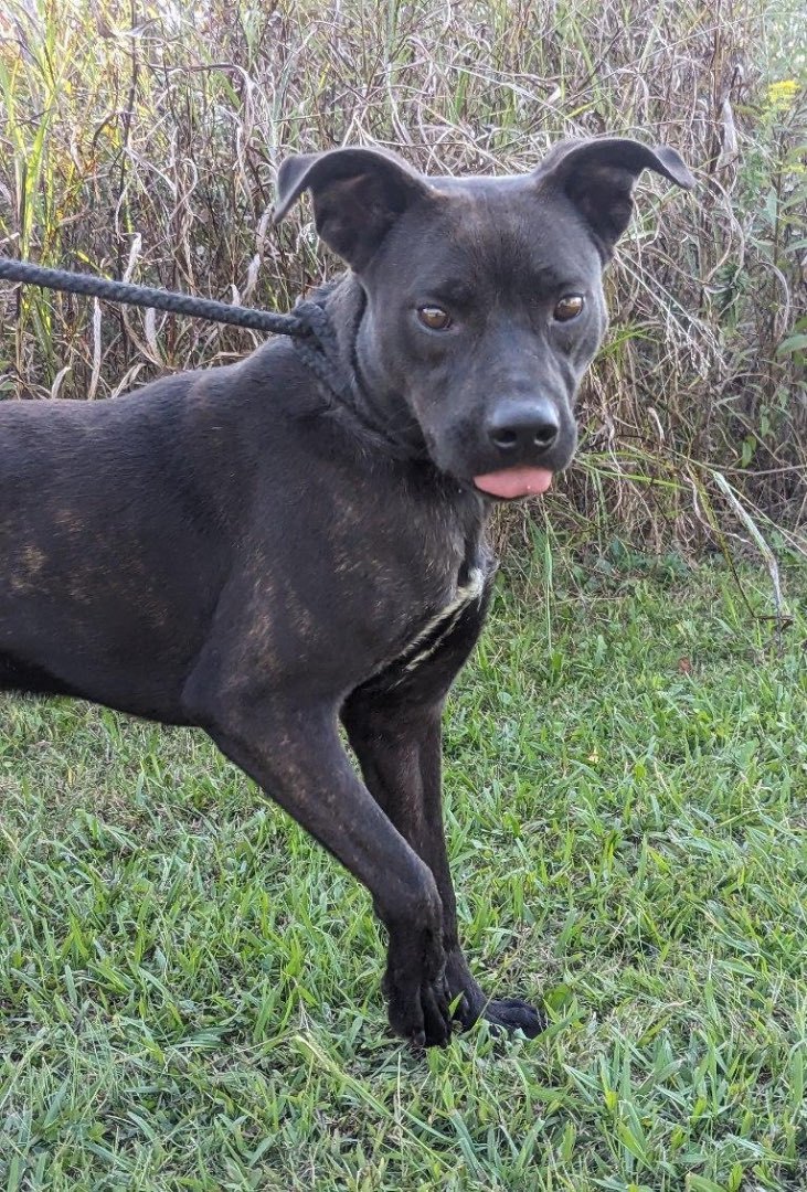 Beau, Adopted, Adult Male Shepherd.