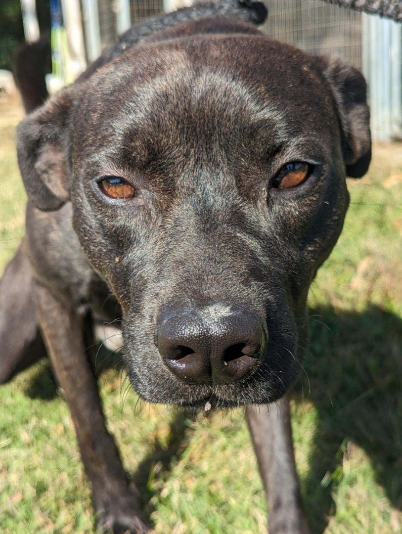 Enlarge Beau, a Adopted mixed breed in Greenfield, TN image 2/3