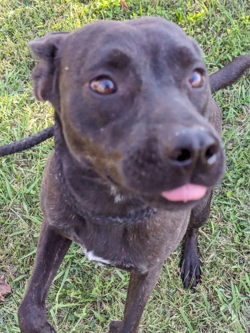 Enlarge Beau, a Adopted mixed breed in Greenfield, TN image 3/3